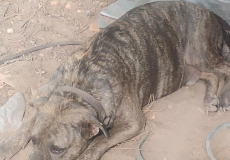 in loving memory of star Star was more than a pet — he was family. His love and loyalty still guide us every day. This business is for my current dogs, and for him, and for all the pets who’ve left pawprints on our hearts.